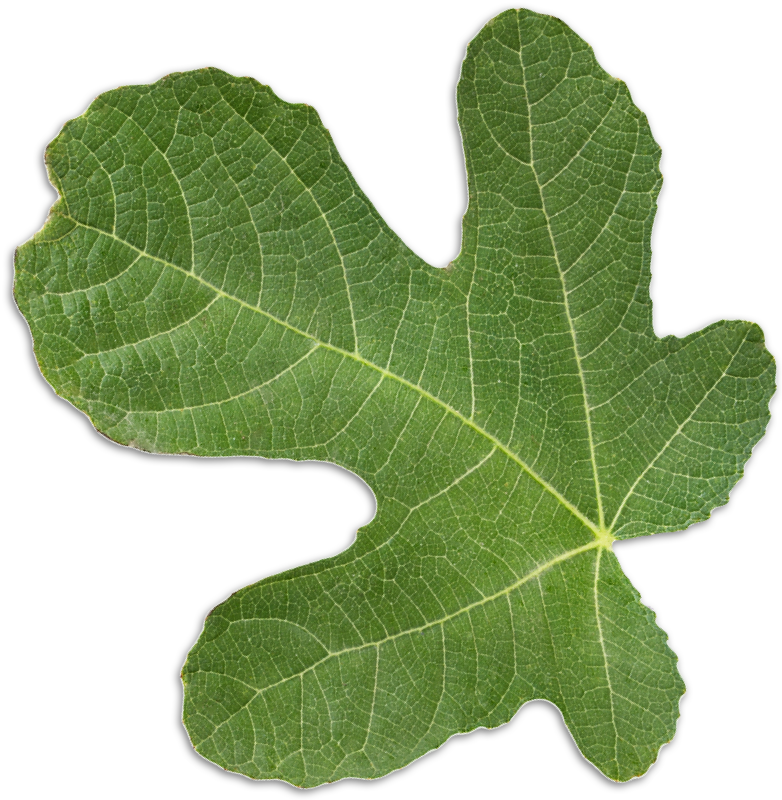 leaf